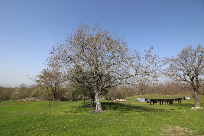 Bileća, Baljci, Bosnia and Herzegovina, ,Kuća - prodaja,Prodaja, imanje