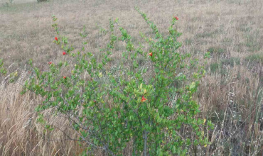 prodaja, poljoprivredno zemljište, Popovo Polje, Ravno, Strujići, voćnjak šipaka, plantaža šipaka
