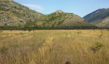 prodaja, poljoprivredno zemljište, Popovo Polje, Ravno, Strujići, voćnjak šipaka, plantaža šipaka