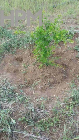 prodaja, poljoprivredno zemljište, Popovo Polje, Ravno, Strujići, voćnjak šipaka, plantaža šipaka