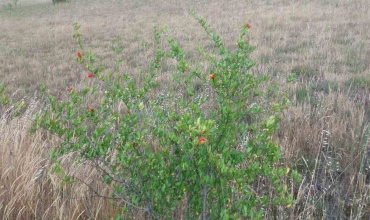 prodaja, poljoprivredno zemljište, Popovo Polje, Ravno, Strujići, voćnjak šipaka, plantaža šipaka