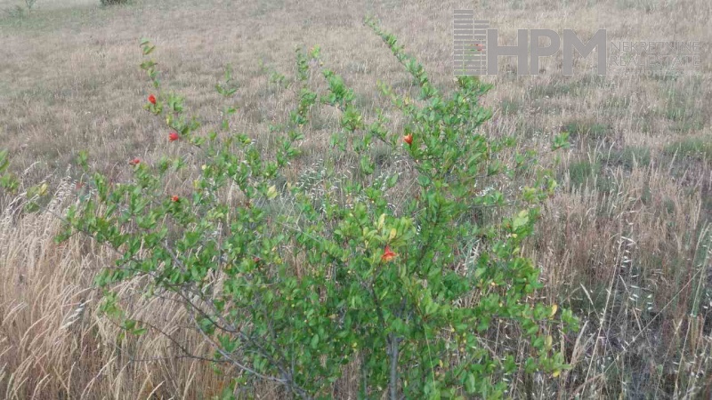 prodaja, poljoprivredno zemljište, Popovo Polje, Ravno, Strujići, voćnjak šipaka, plantaža šipaka